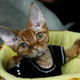 Illustration for article titled Kittens Are For Cuddling, Not Crushing